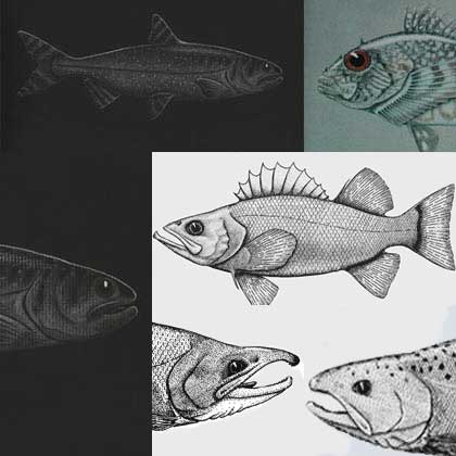 fish collage